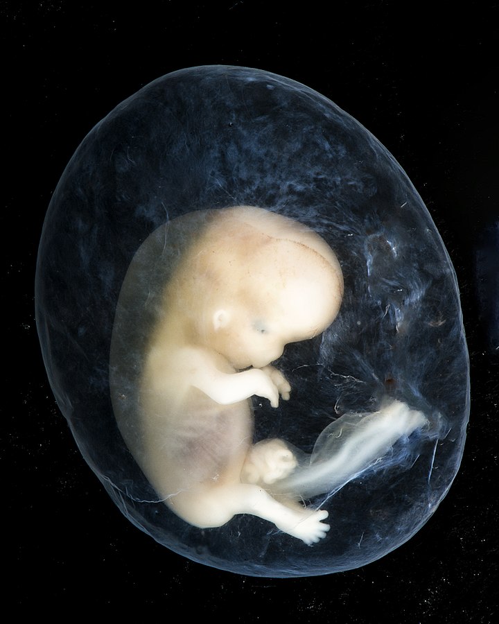 Embryon dans son sac amniotique.